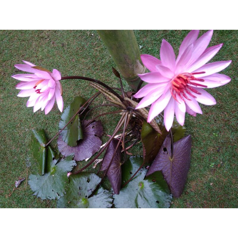 BIBIT BUNGA TERATAI-termurah penghias Empang/kolam