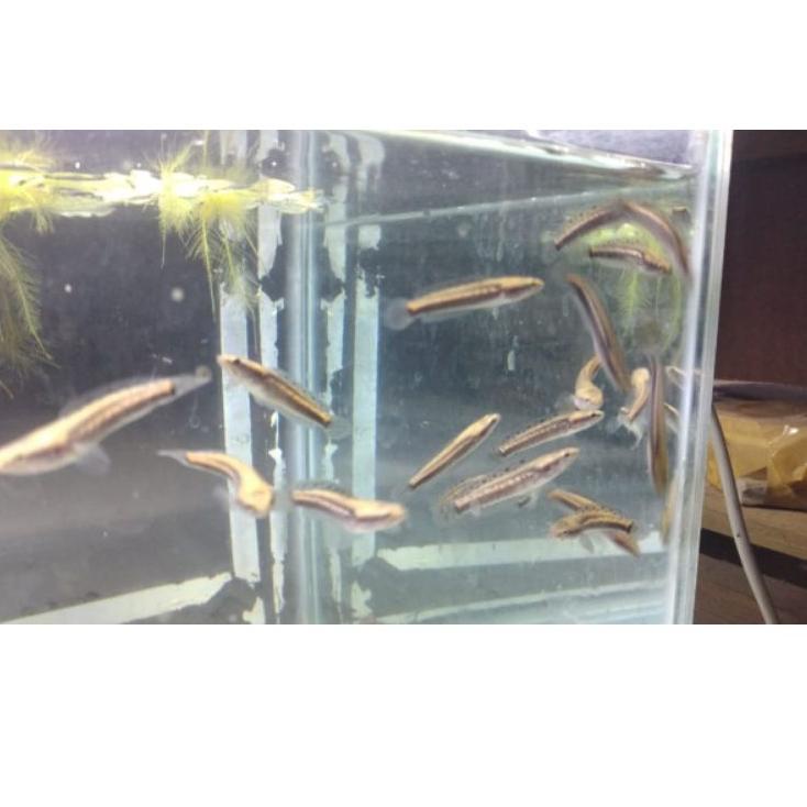 OFHD Channa blue pulchra size 6-7cm grade A |free pelet premium blue ♫ 62