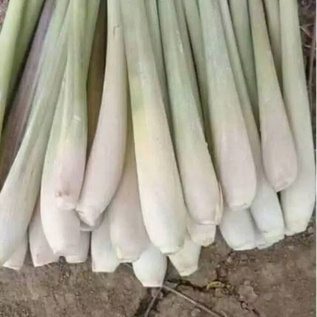 

Daun seher / daun serai / sayur segar / jamu herbal / penangkal virus