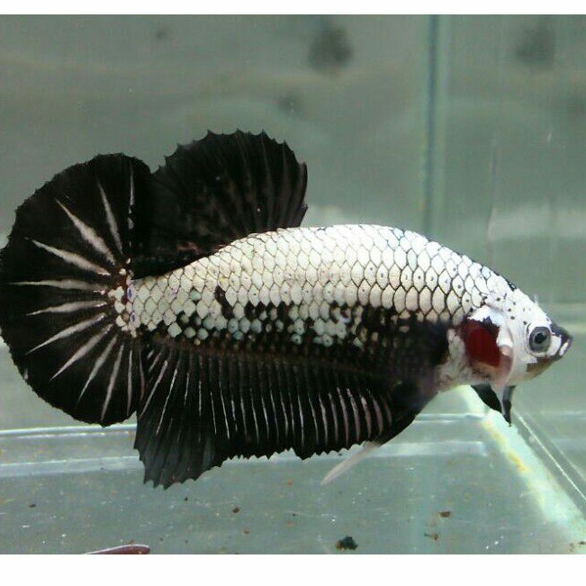ikan cupang black samurai