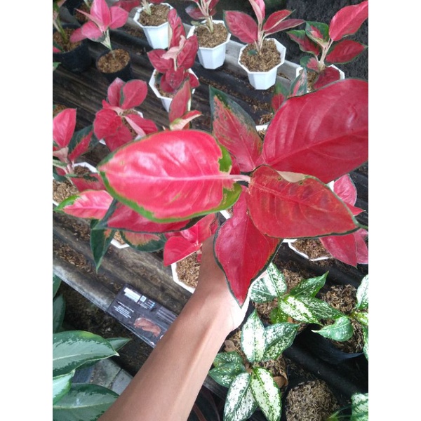 [COD] Aglonema Suksom Jaipong size besar