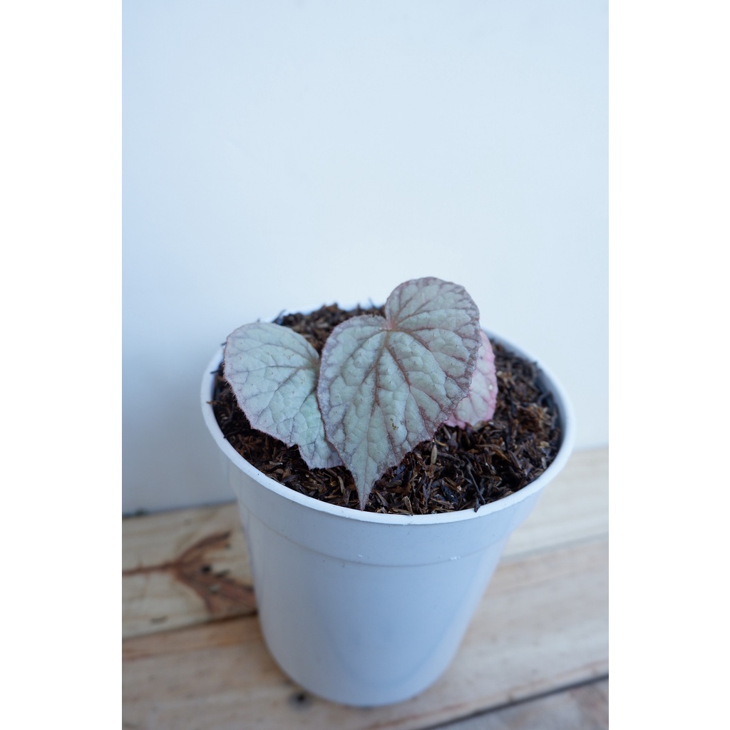 Begonia Silver - Tanaman Daun