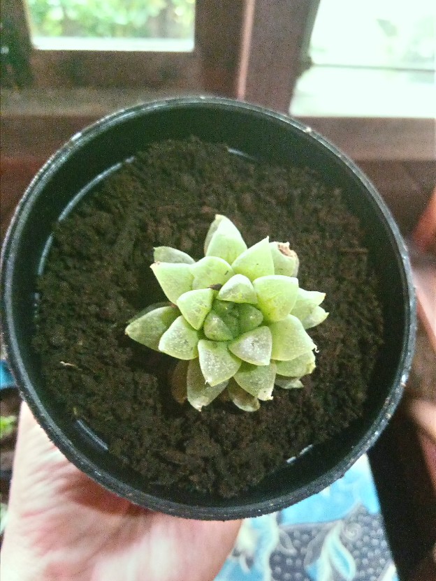 Haworthia Chiang Mhay
