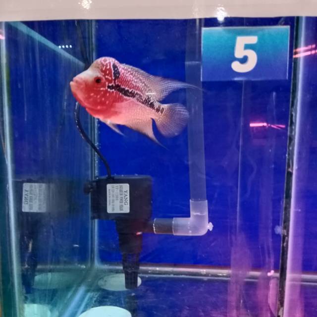 

Ikan lohan import srd 5 uk 08-10cm (3jari)