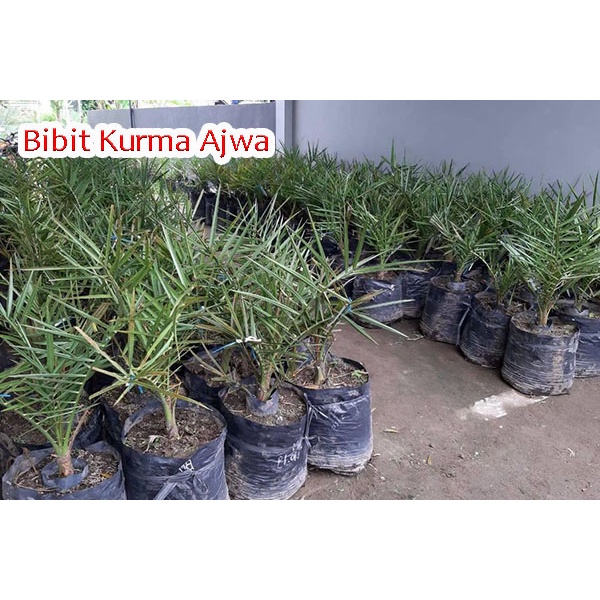 Bibit Kurma Tropis