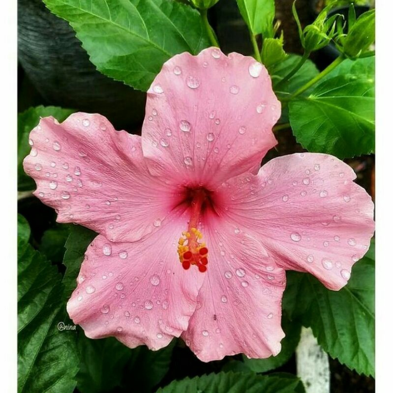 Bibit tanaman kembang sepatu pink - Pohon kembang sepatu bunga pink