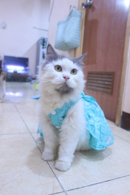 Dress satin renda warna toska untuk kucing dan anjing / baju kucing anjing murah size S-XL