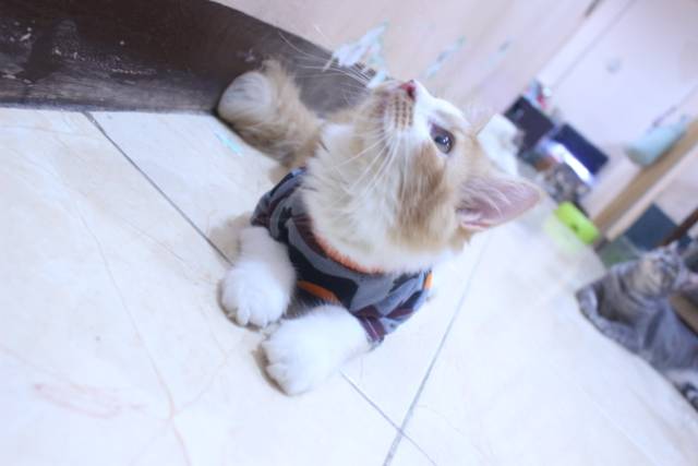 Kaos army dasar warna orange lucu untuk kucing dan anjing / baju kucing murah size S M L XL