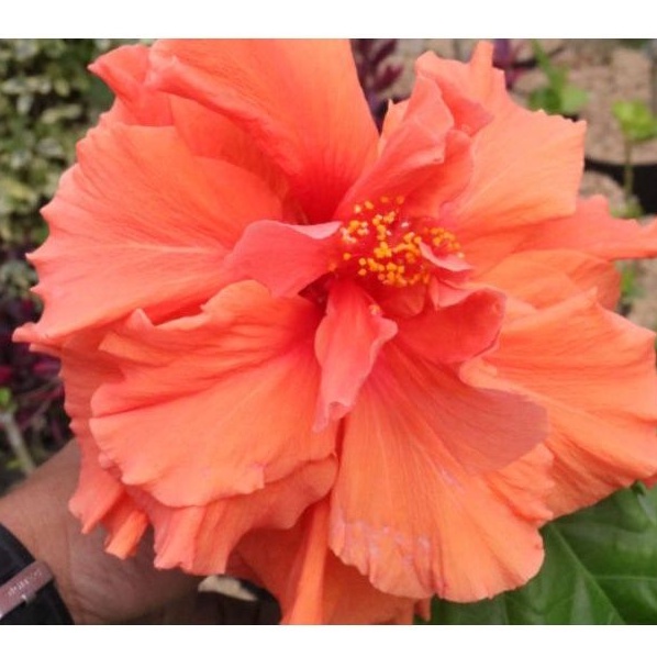 bibit tanaman hias kembang bunga sepatu hibiscus tumpuk mahkota lebar jumbo warna double orange