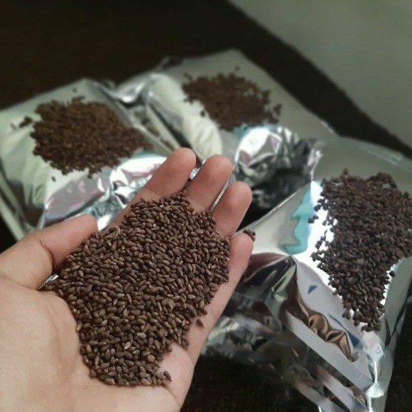 Biji Kayu Balsa Putih Berkualitas