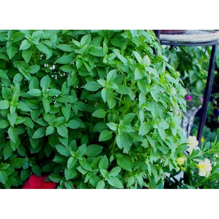 Benih Bibit Biji - Basil (Dwarf) Minette Herb Seeds - IMPORT