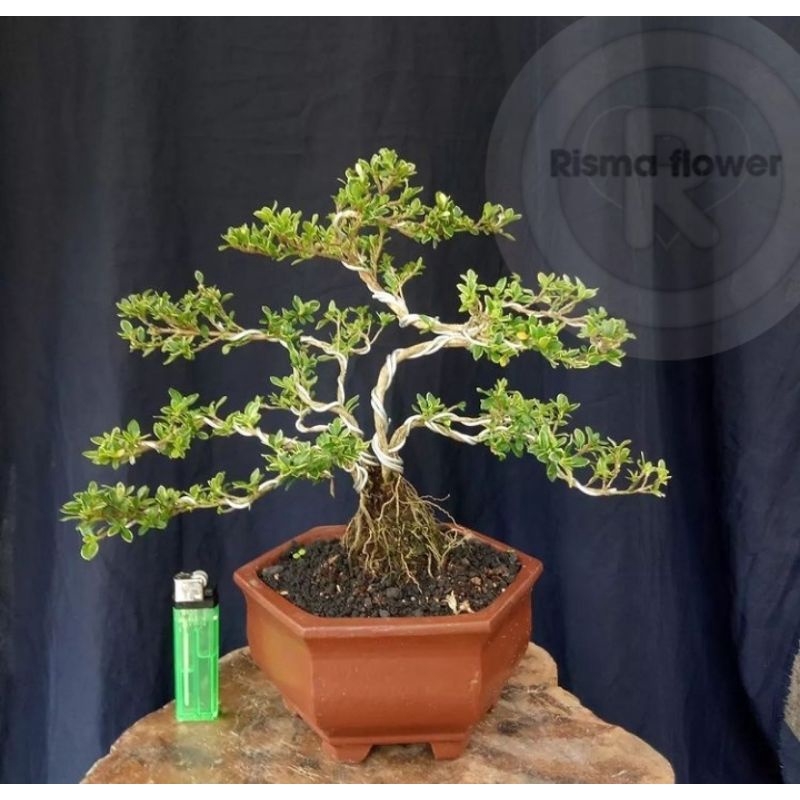 POHON BONSAI VARIGATA ( BISA COD ) TANAMAN HIAS BONSAI VARIGATA