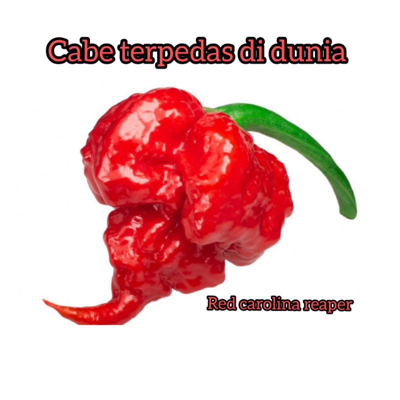 BENIH BIJI CAROLINA REAPER/CABE TERPEDAS DI DUNIA/CABE HIAS/CABE IMPORT