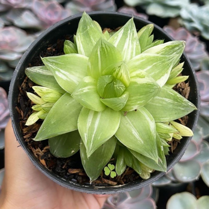 Sukulen Haworthia Cymbiformis Variegata