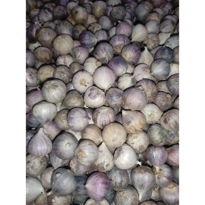 

Bawang putih tunggal 2024