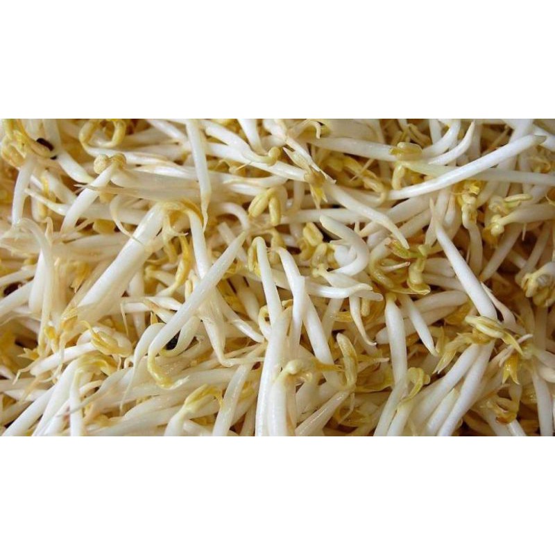 

toge segar/sayur segar 500 gram