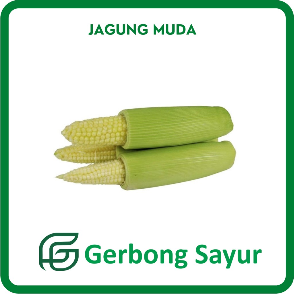 

Jagung Muda Kecil Putren Segar - 500g