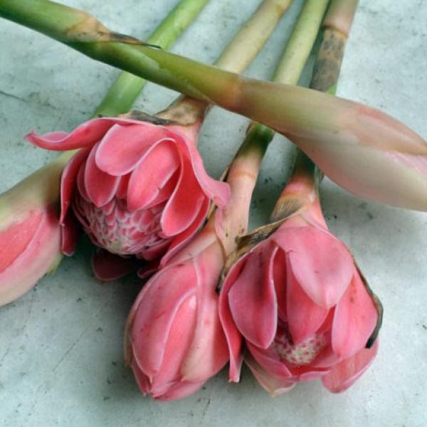 

KECOMBRANG PER 3 PCS