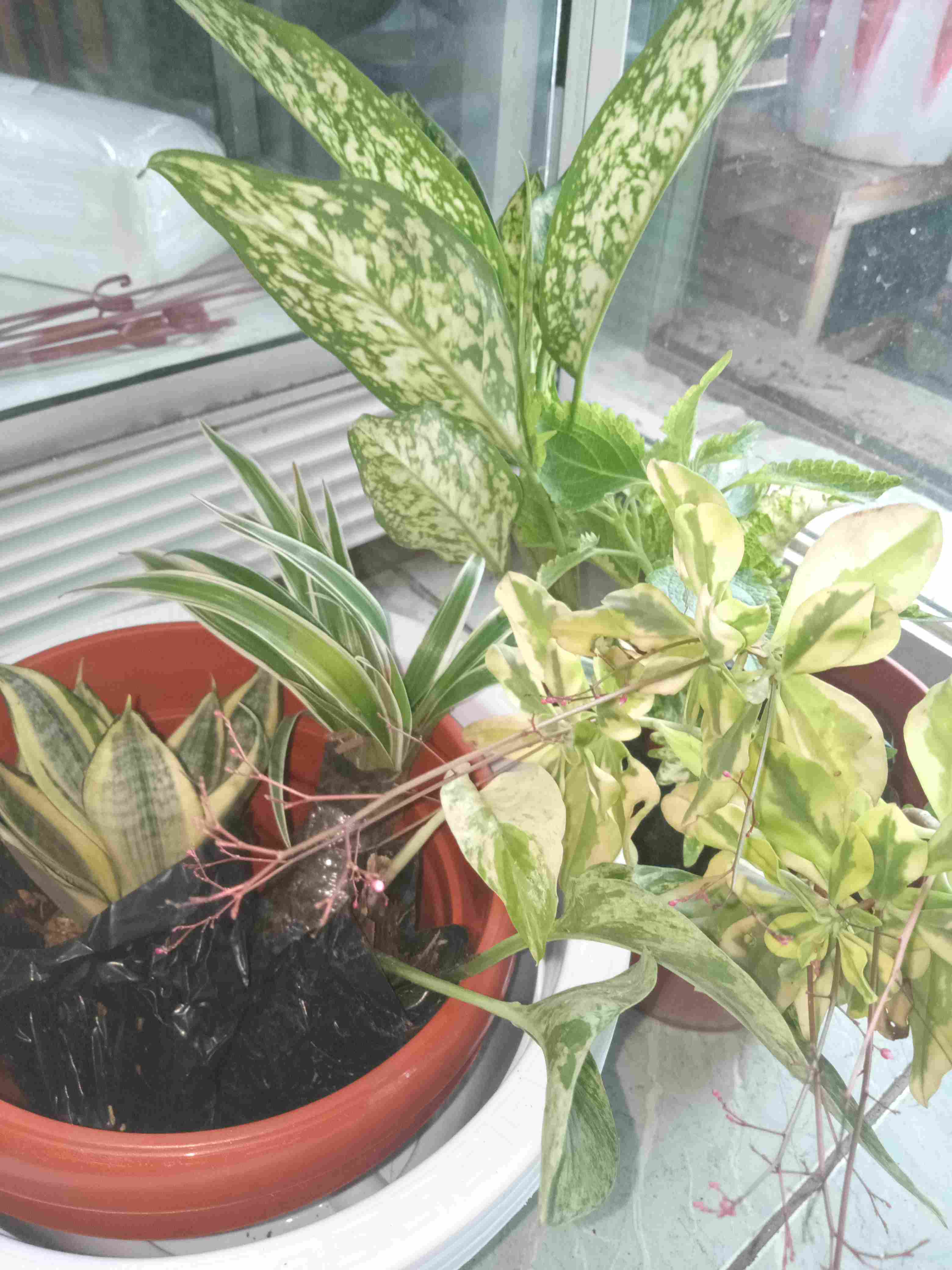 Tanaman Miana Keriting Hijau Kuning - Pohon Miana - Miana - Hiasan Rumah