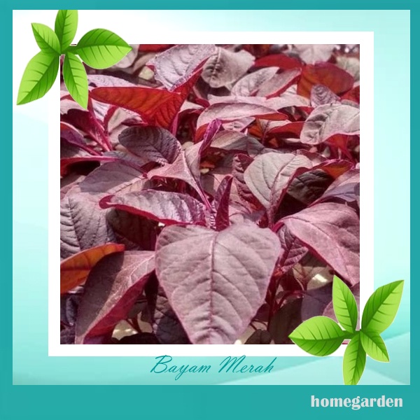 Bibit Bayam Merah Benih Bayam Repack Benih Sayuran Benih Tanaman Sayuran