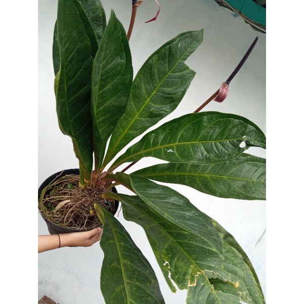 anthurium jemani super jumbo B