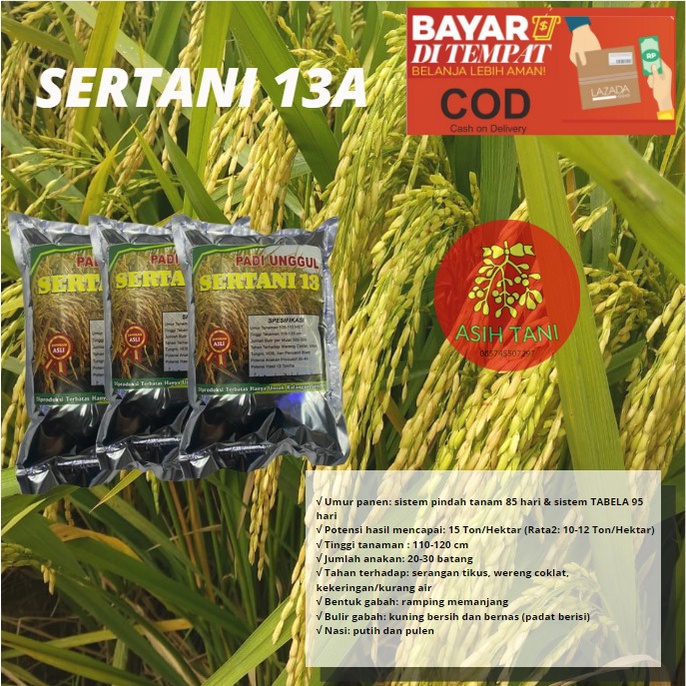 Benih Bibit padi sertani 13a kemasan 1 kg Berkualitas