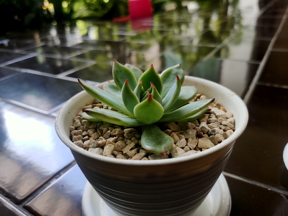 Sukulen Dan Kaktus Mini (echeveria ‘tippy’)