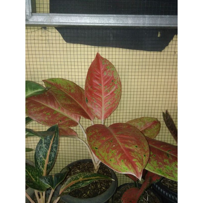 Aglonema Striptis Big Papa Mutasi