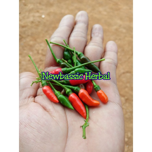 

cabe rawit lampung paket hemat 500 gram