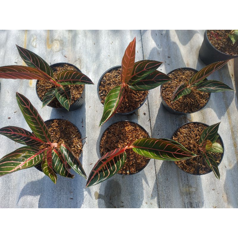 Aglonema red sumatra / bibit aglaonema pride of sumatra POS
