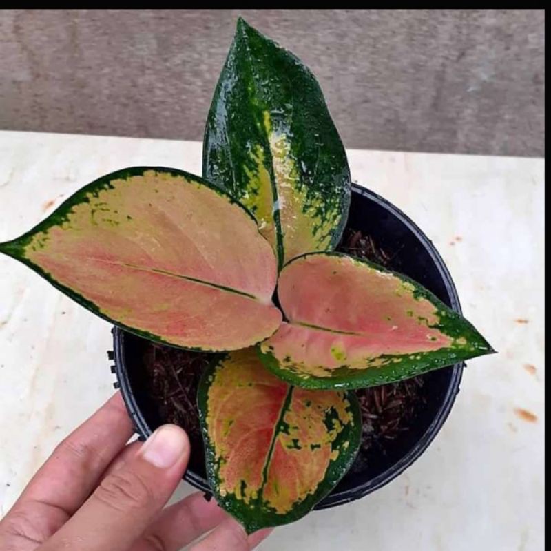 aglonema Sultan Brunei anakan