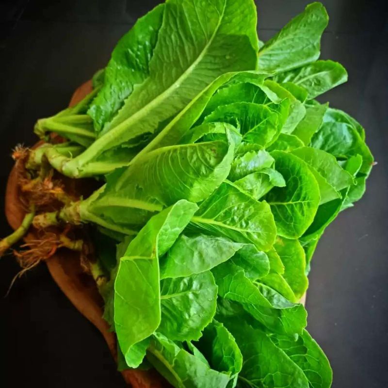 

Organik Premium Romaine Lettuce/ Selada Romain 3 pak