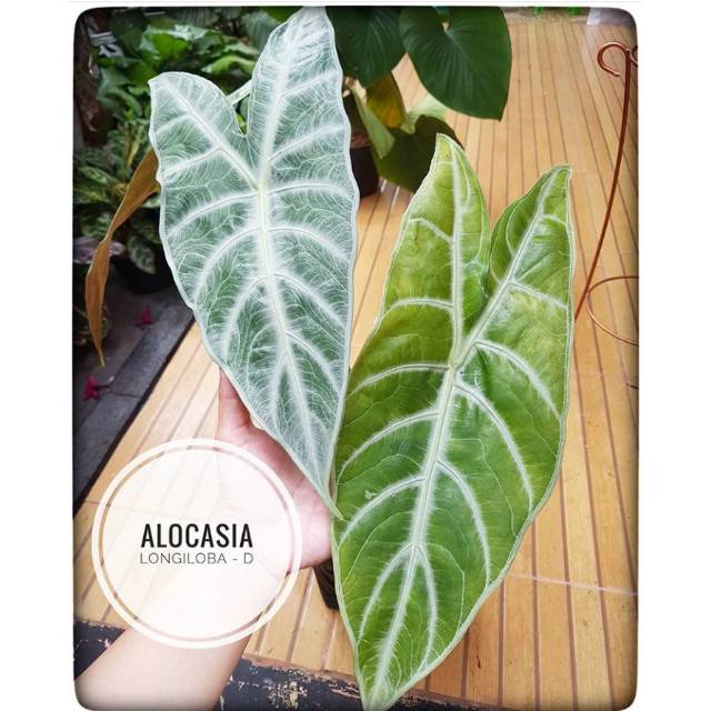 Tanaman hias alocasia longiloba - alokasia silver