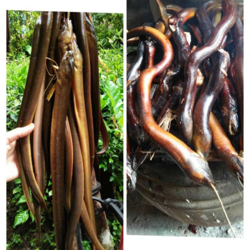 

BELUT ASAP | BELUT PANGGANG | BELUT BAKAR | WELUT ASAP | BELUT SAWAH | MUA LINDUNG | BELUT BISA COD