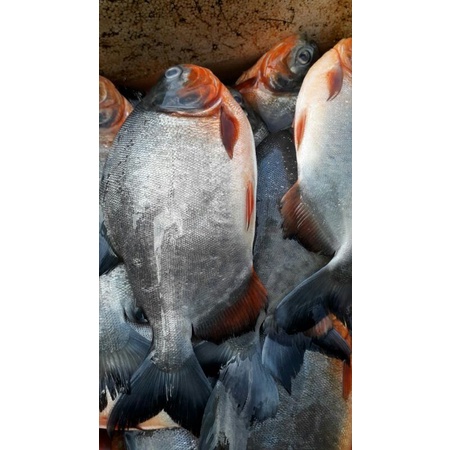

bawal empang 500grm