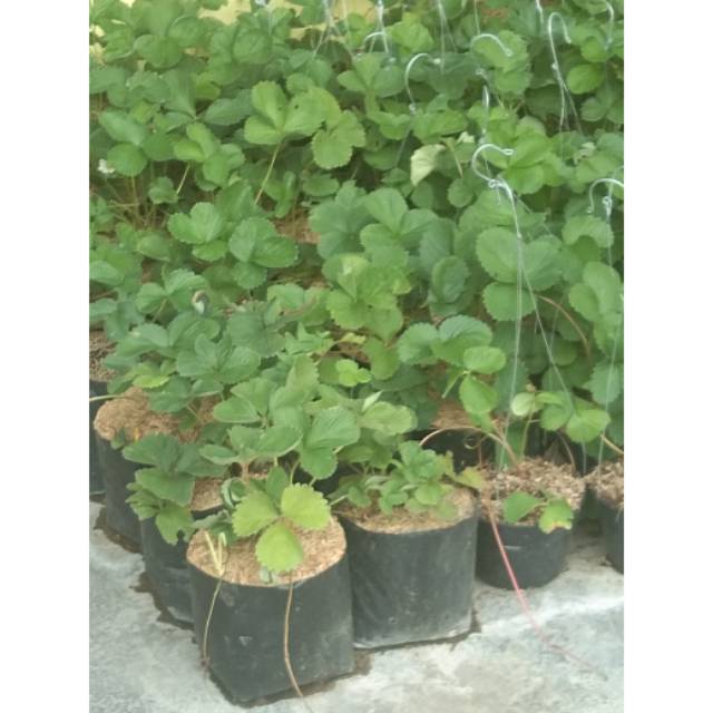 Bibit tanaman buah stroberi