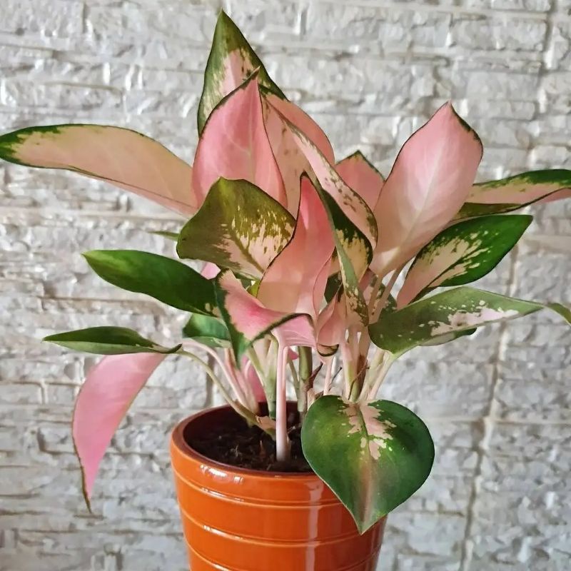 Aglaonema Red Kochin