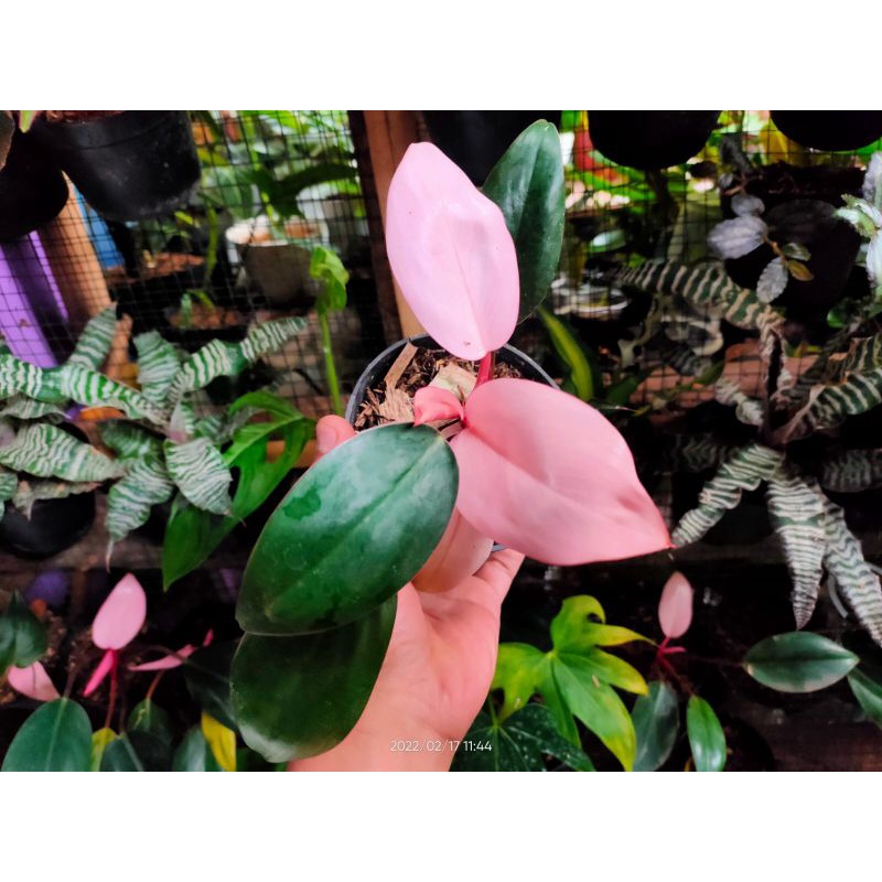 Philo pink congo/Tanaman philo pink congo