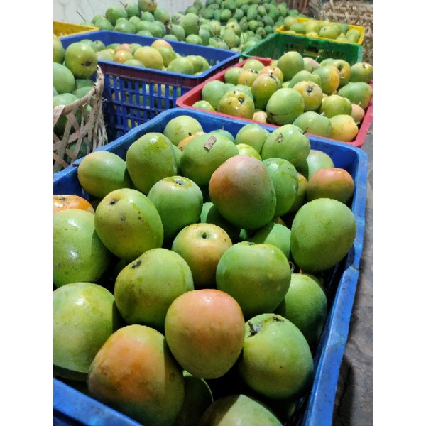 

mangga gedong gincu