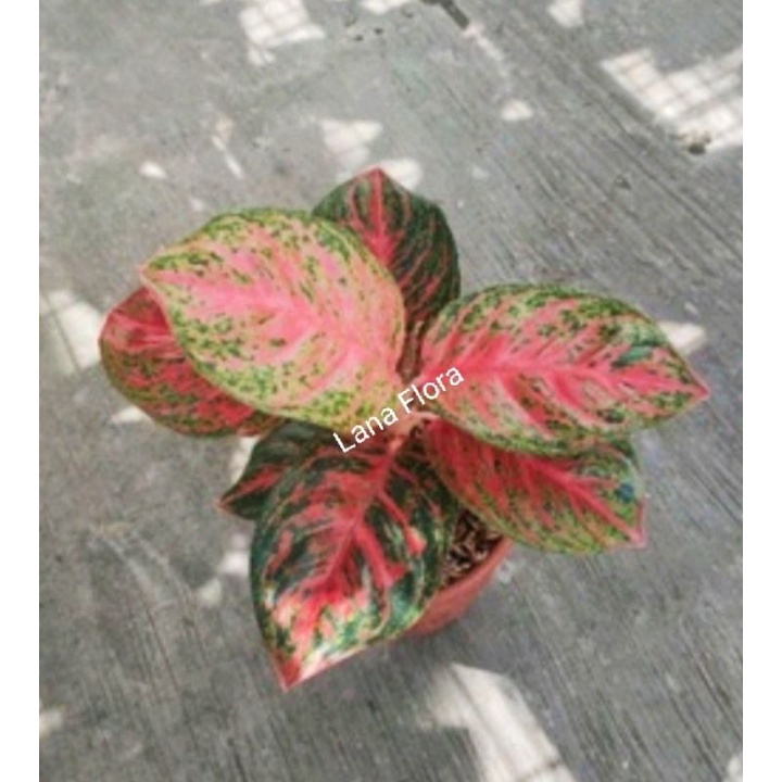 Aglonema Wulandari uk. remaja daun 6-7 Up