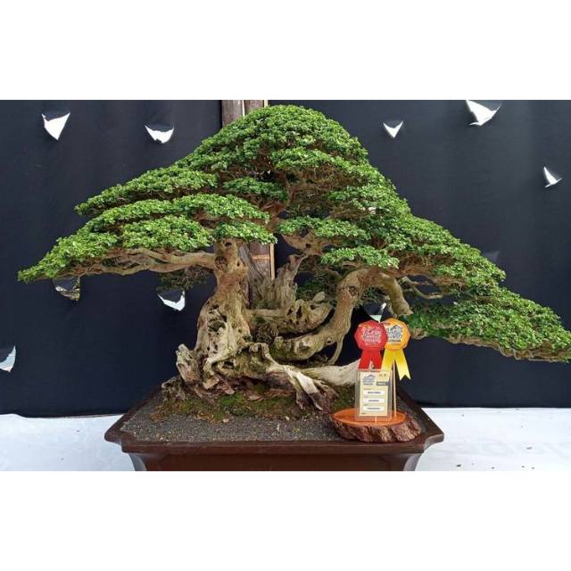 Bahan bonsai wahong (dongkelan)