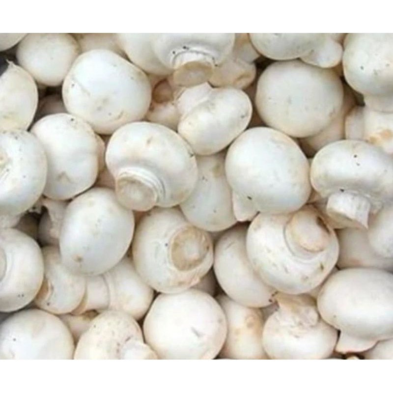 

Jamur Kancing/ Champignon 250 gram