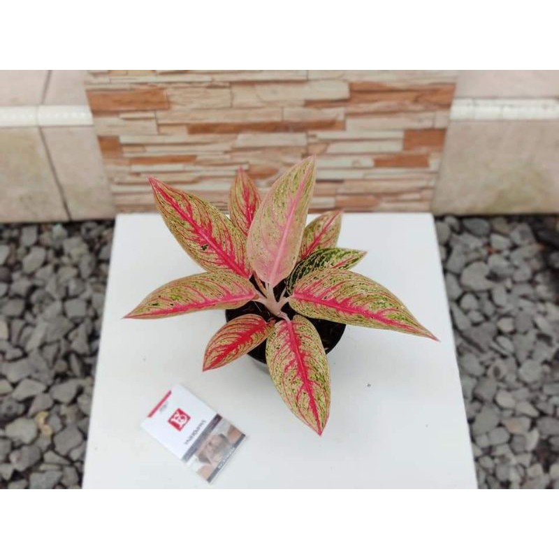 aglonema legacy merah