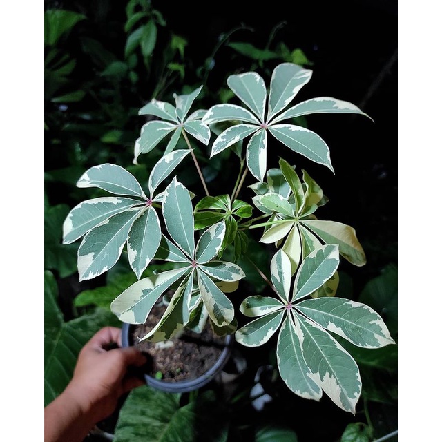 Randu Variegata (Randu Putih)