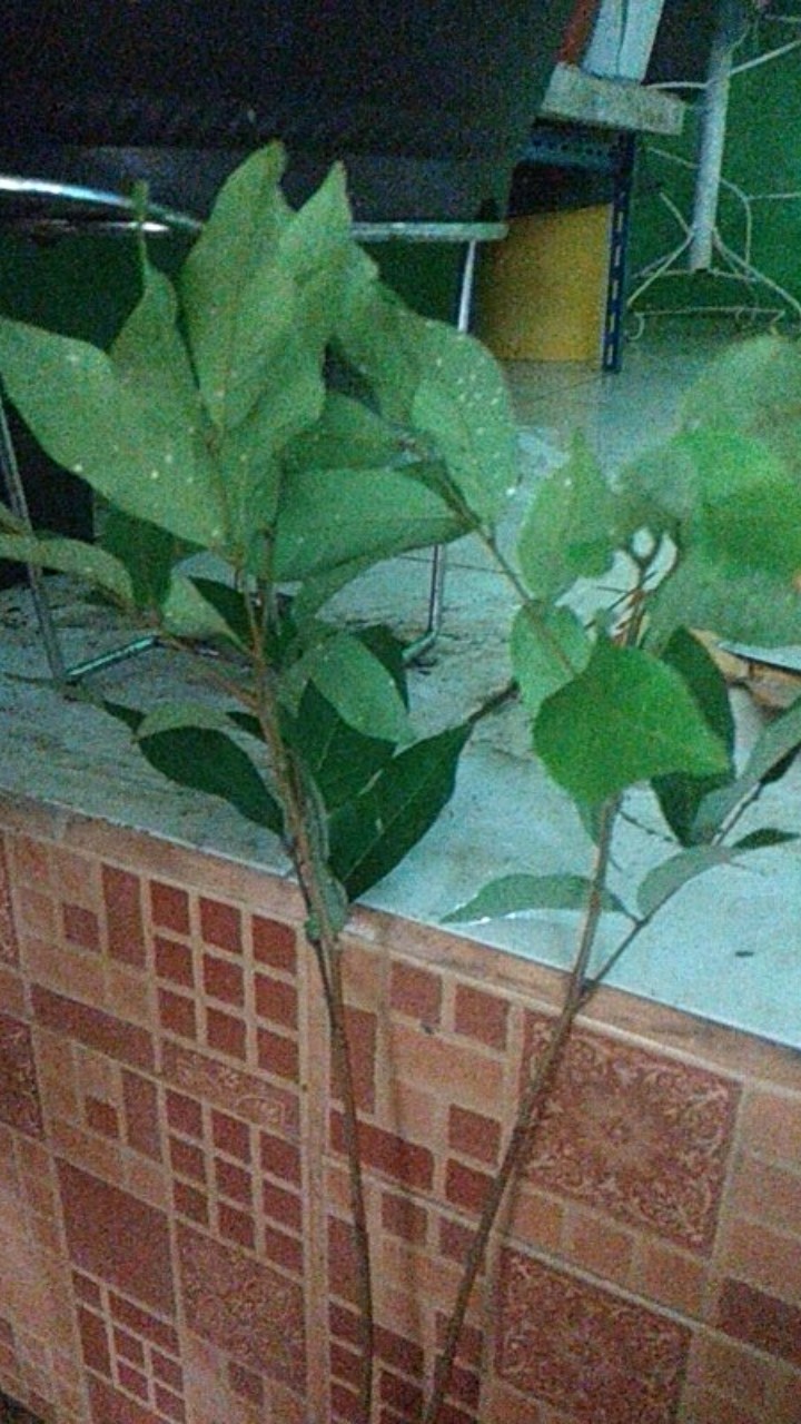 Bibit Rambutan Binjai Okulasi Murah [bisa Cod]