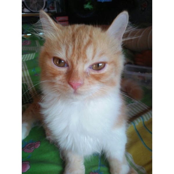 kucing anggora