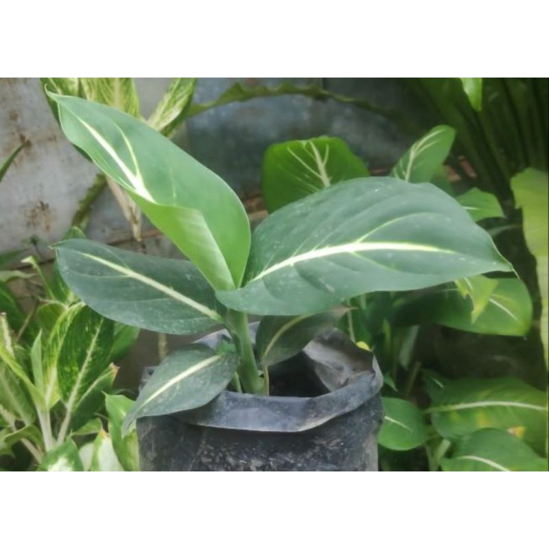 diven neon remaja aglonema diven neon mirip diven gurita