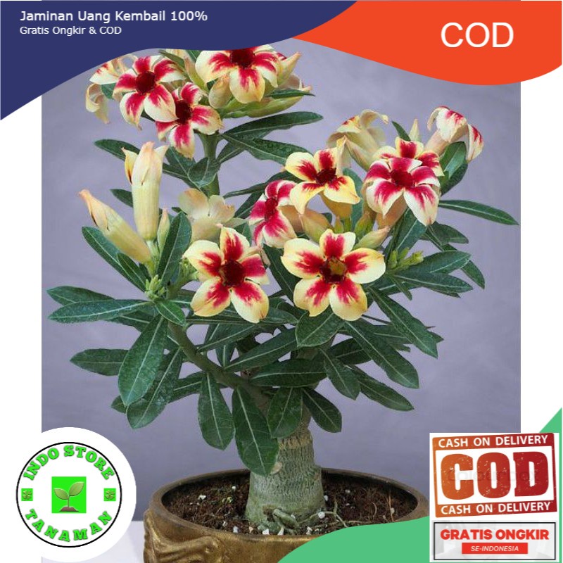 adenium bunga tumpuk-obesum-kamboja jepang-kemboja-bibit tanaman hias adenium Kamboja-tanaman hidup-0