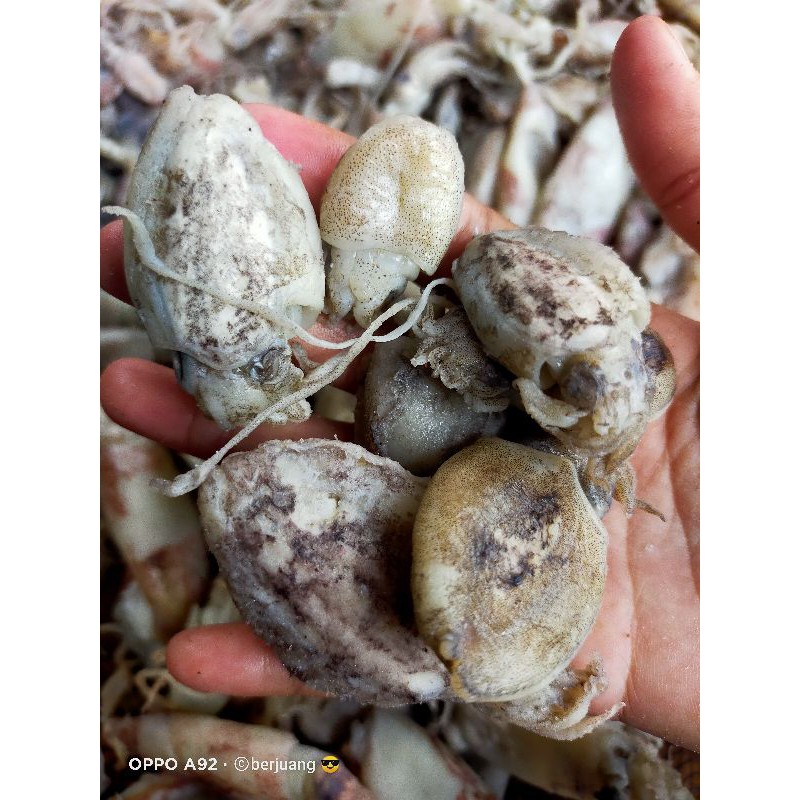 

cumi bekotak/sotong 500gr
