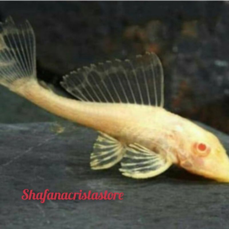 ikan hias sapu2 albino